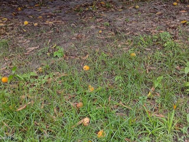 #5 - Casa para Venda em São Luís - MA - 3